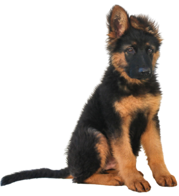 German Shepherd puppy