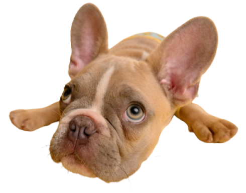 French Bulldog Puppy